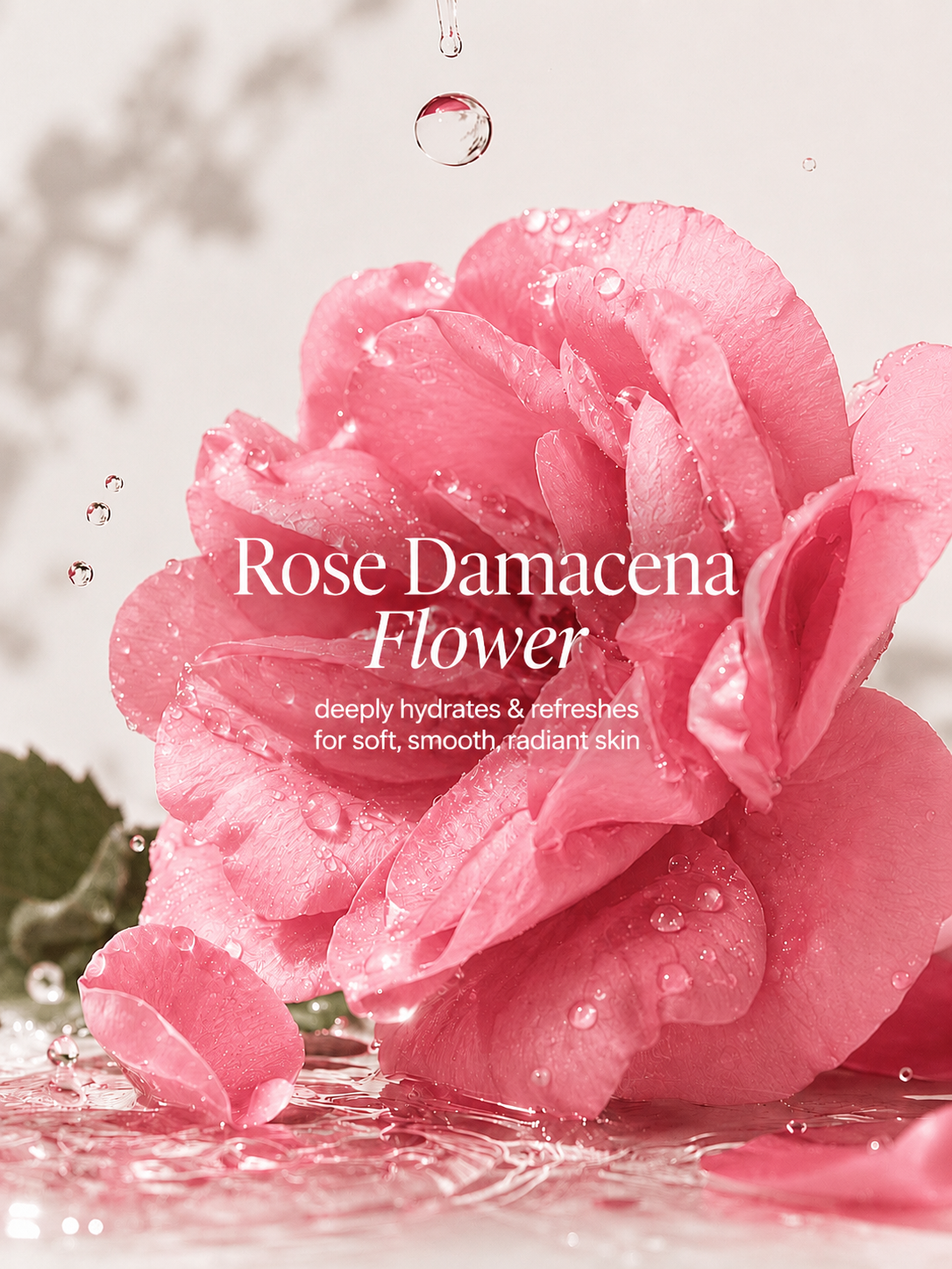 Close-up of wet Damask rose flower, key ingredient in Rose Hydrating Essence